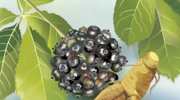 Adaptogens—5 stress-busting herbs to keep you happy, healthy, and sane