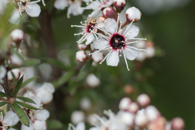 Manuka Honey is the Bees' Knees